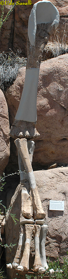 Sonorasaurus leg