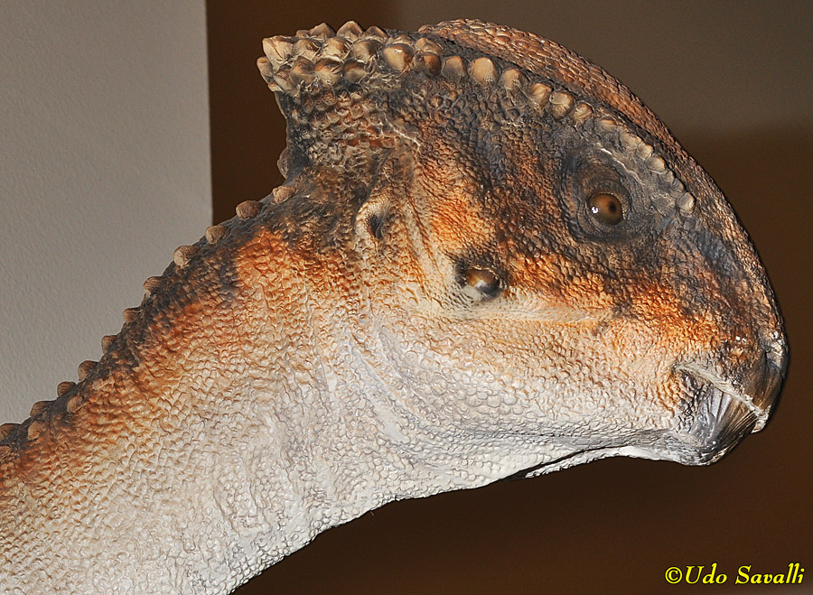 Stegoceras Model