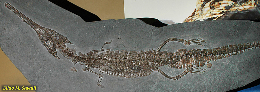 Steneosaurus