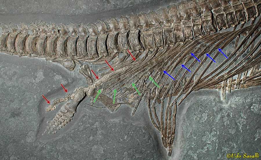 Stenopterygius & fetus