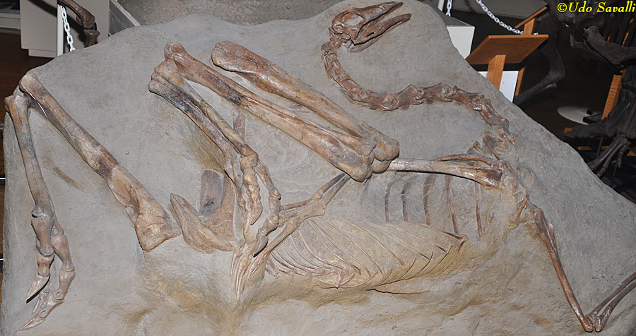 Struthiomimus fossil