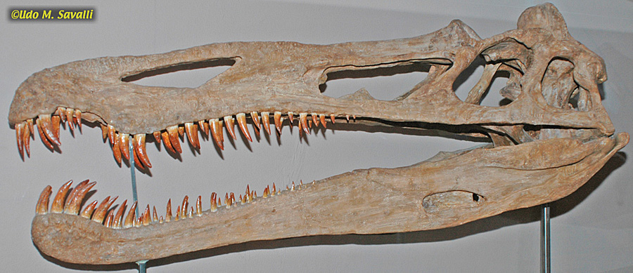 Suchomimus