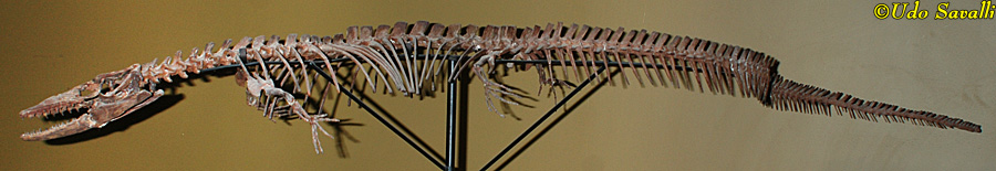 Tethysaurus