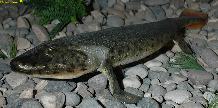 Tiktaalik Model