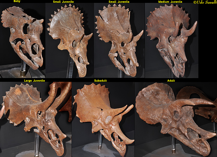 Triceratops skull growth