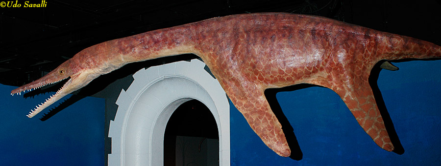Trinacromerum Model