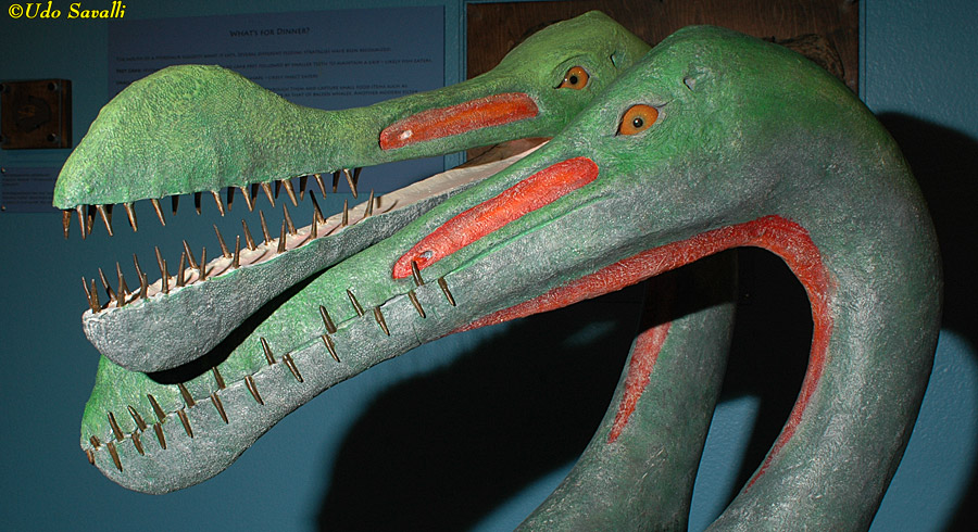 Tropeognathus Heads