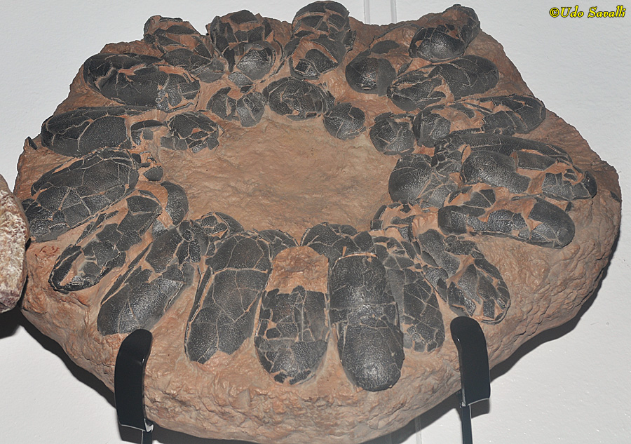 dinosaur egg cluster