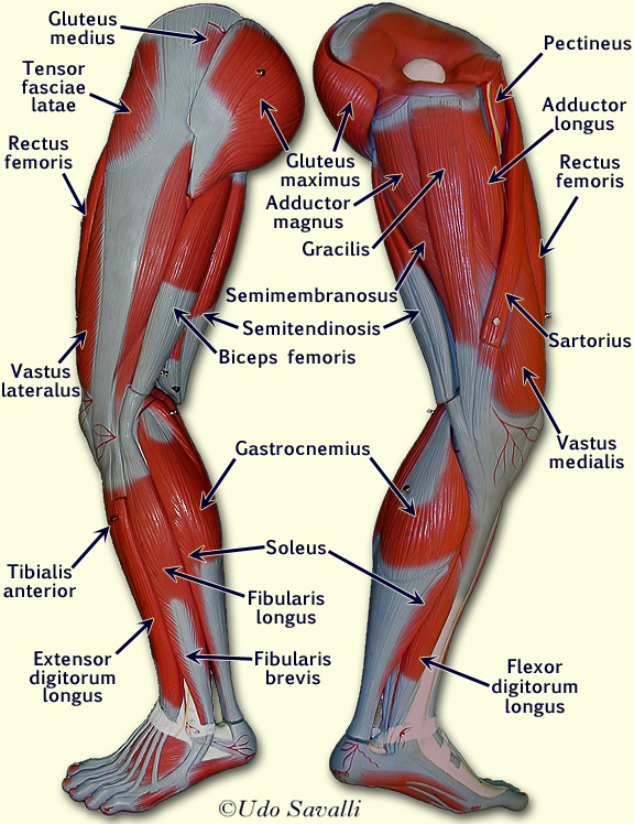 Leg Chart