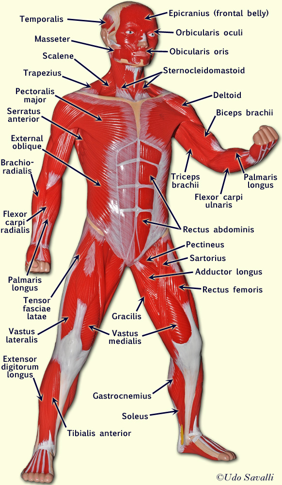 Labeled Back Of Arm Muscle