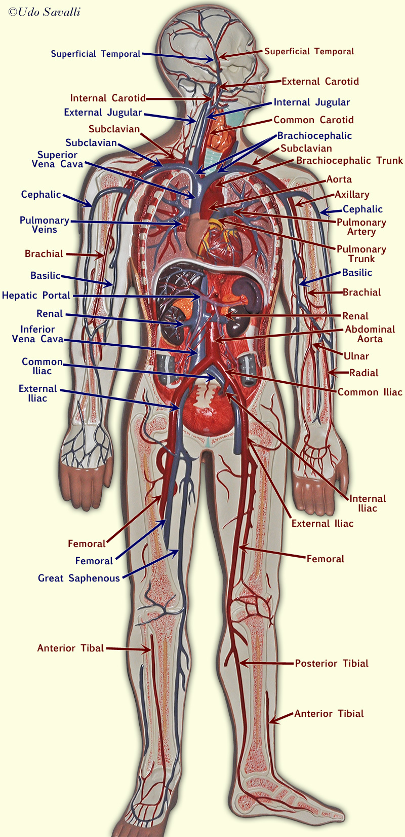 BIO202-Blood Vessels