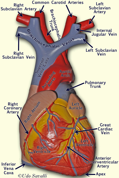 Heart 1 anterior labeled