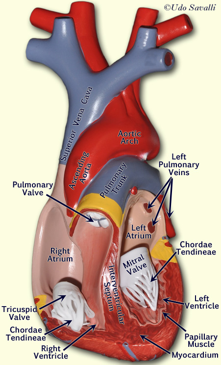 Heart 1 interior labeled