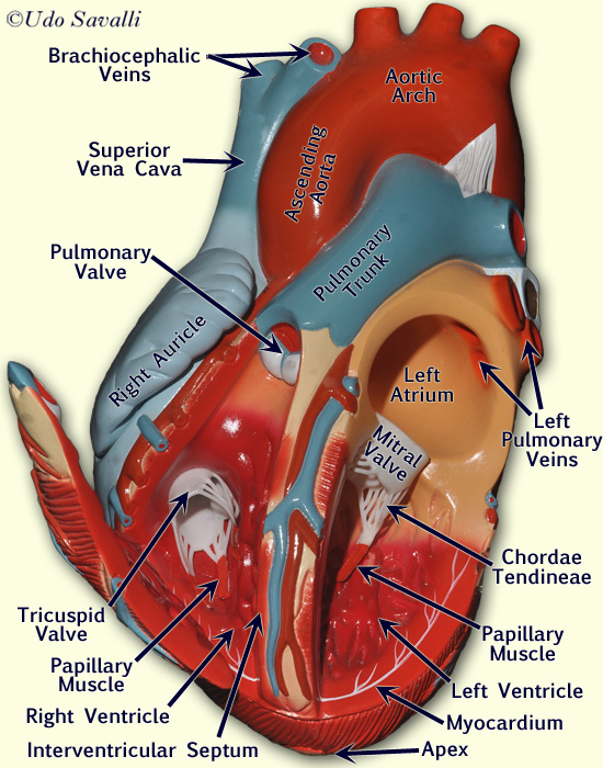 Bio2 Heart Model