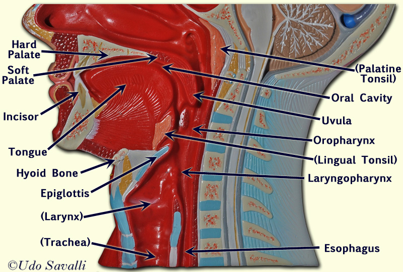 torso model labeled posterior