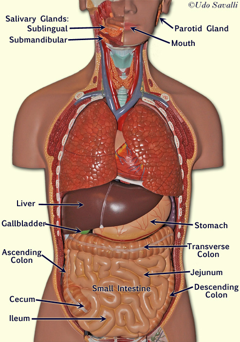 torso model labeled posterior