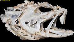 Barbfish Skull