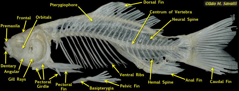 Carp skeleton