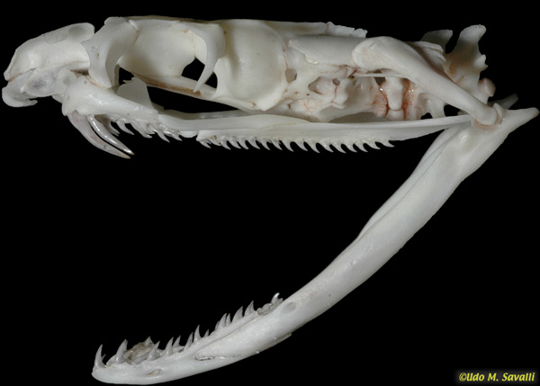 Cobra skull plain