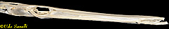 Cornetfish Skull