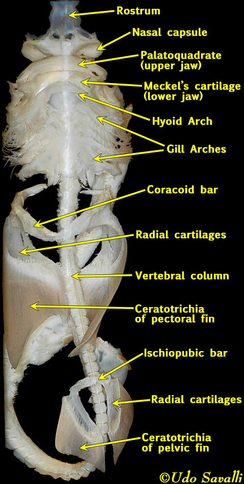 BIO370-Shark Skeleton fish skeleton diagram 