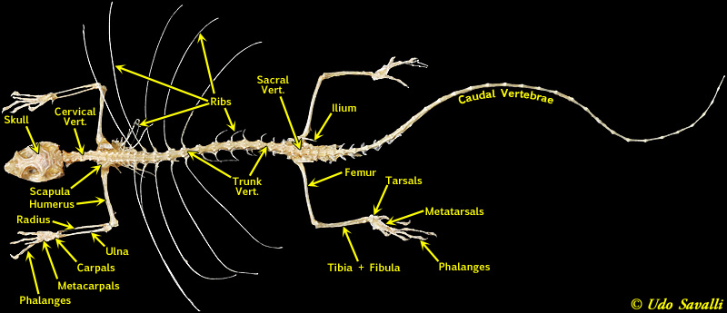 BIO370-Lizard Skeleton