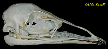 Emu Skull