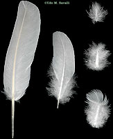 Feathers