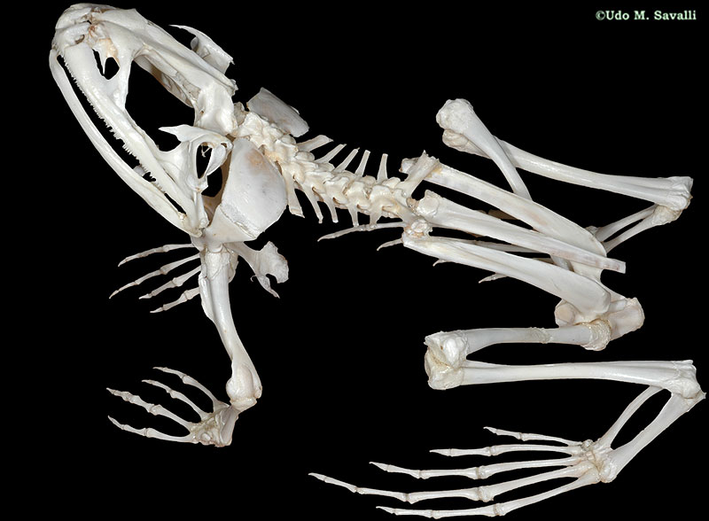 frog skeletal system skull