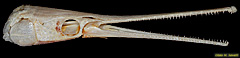 Gar Skull