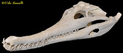 Gharial skull