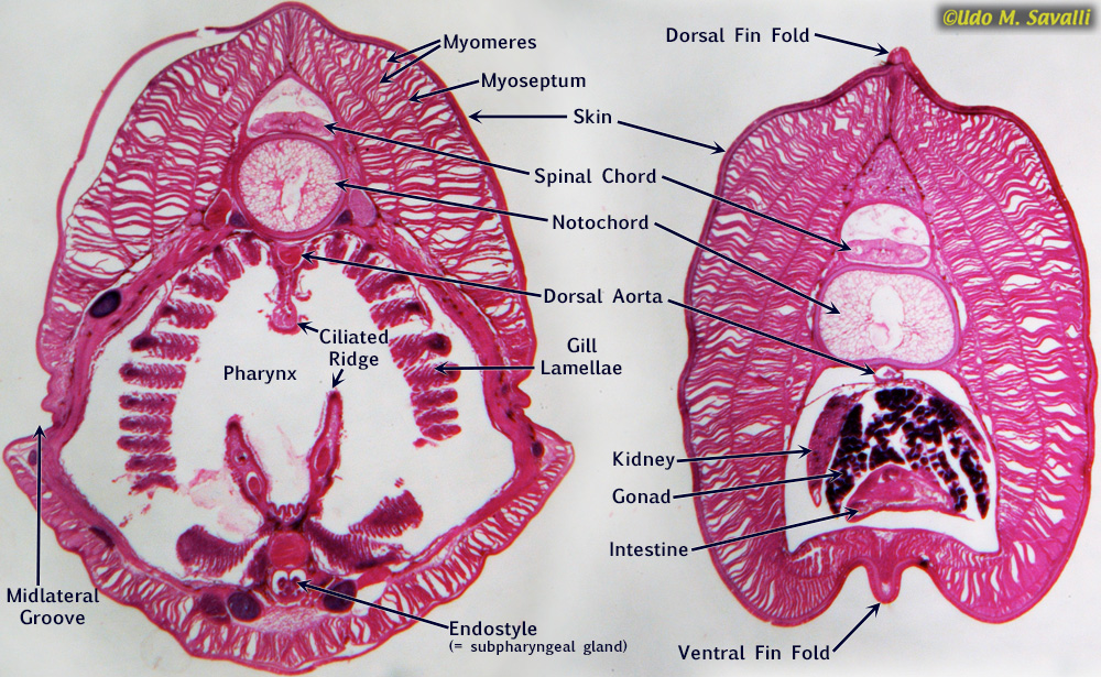 Lamprey larva cs labeled