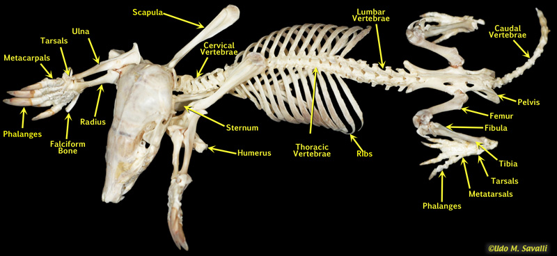 Mole Skeleton Labeled