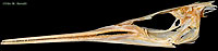 Needlefish Skull