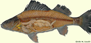 perch dissection