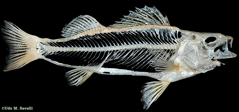 Perch skeleton