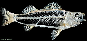 perch Skeleton