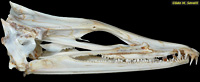 Pike Eel Skull