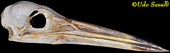 Pond Heron Skull