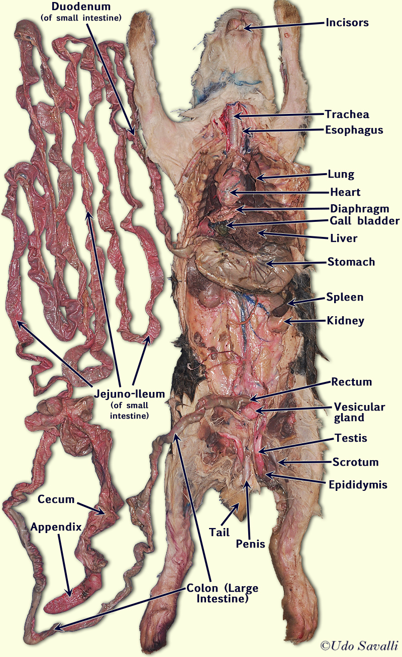 Male Rabbit labeled