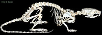 Rat Skeleton