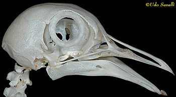 Dove Skull