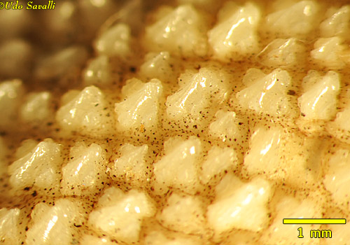 Bullhead shark scales closeup