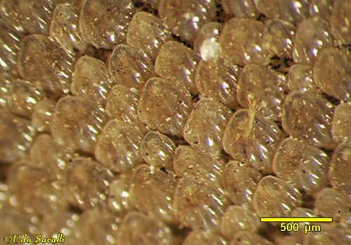 Reef shark scales closeup