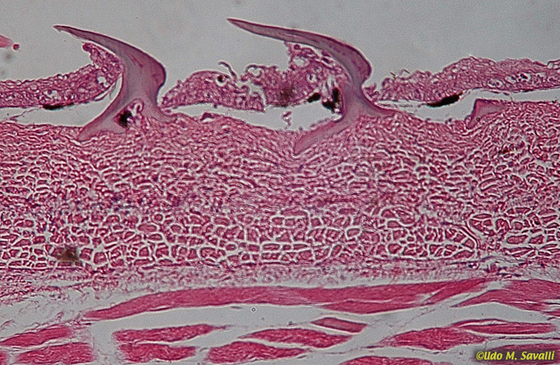 Shark skin cross section