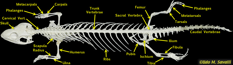 Skink Skeleton labeled