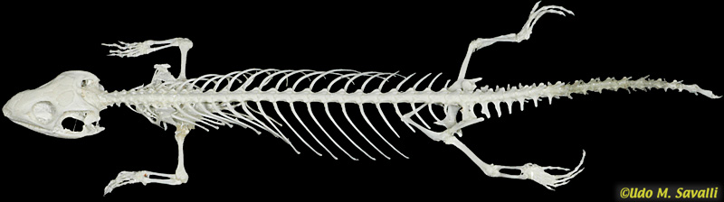 Skink Skeleton plain