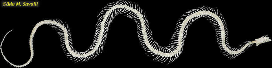 Snake Skeleton plain