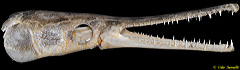 Spotted Gar Skull