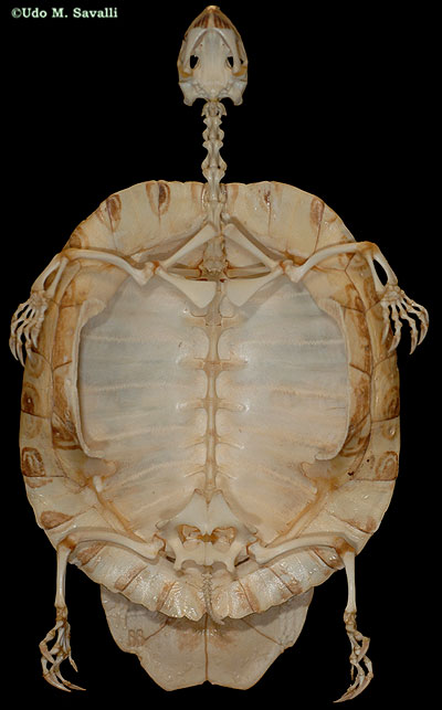 BIO370-Turtle Skeleton